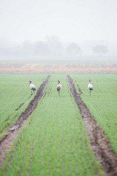 Kraanvogels in Diepholz van Danny Slijfer Natuurfotografie