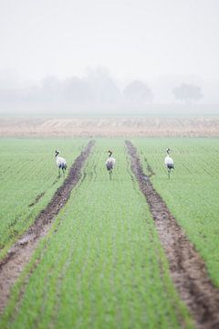 Kräne in Diepholz von Danny Slijfer Natuurfotografie