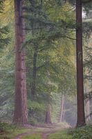 De 2 in het Sprieldel en Speulderbos Gelderland