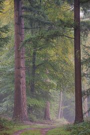 De 2 in het Sprieldel en Speulderbos Gelderland van Rick Goede