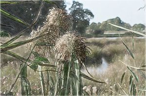 Landschap 22