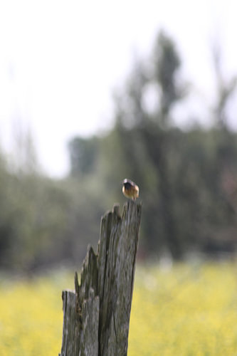 Vogel