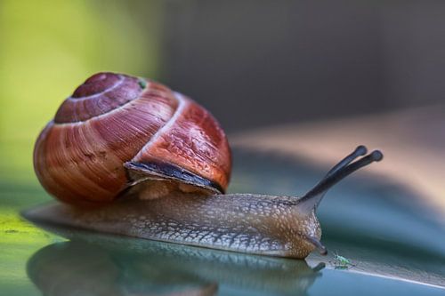 Slak ontmoeting met een luis