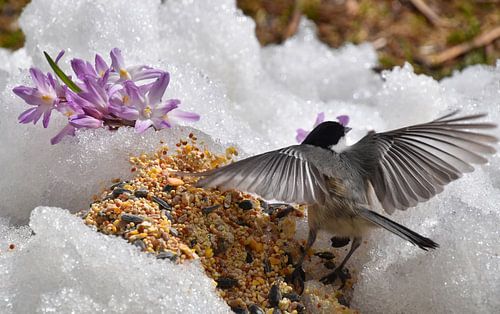 Een koolmees in de tuin