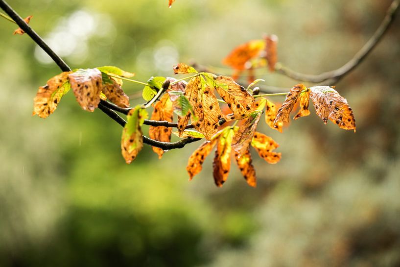 De herfst is begonnen von Hans Lunenburg