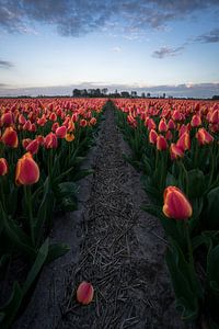 Champs de tulipes