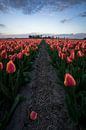 Tulpen velden van Remco van Adrichem thumbnail