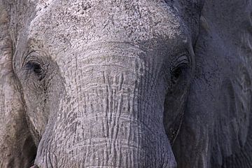 The elephant - Africa wildlife by W. Woyke