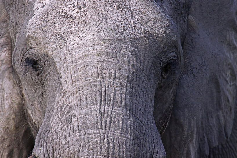 Der Elefant - Afrika wildlife par W. Woyke