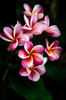 De frangipani of pumeria bloem, een roze-gele droom