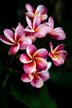 De frangipani of pumeria bloem, een roze-gele droom van Fotos by Jan Wehnert