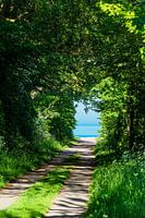 Road with trees to the Baltic Sea coast