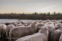 Ochend dauw met de schapen