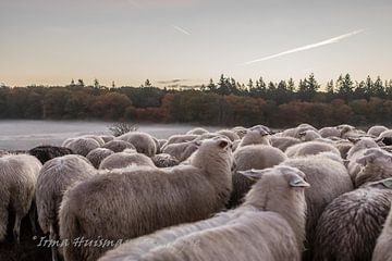Rosée du matin avec les moutons sur Irma Huisman