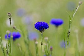 korenbloem von ton vogels