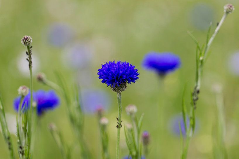 korenbloem by ton vogels
