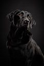 Fine-art portret elegante Labrador Retriever van Lotte van Alderen thumbnail