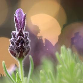 Lavendel van Fotografie Sybrandy