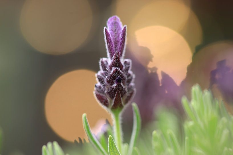 Lavendel von Fotografie Sybrandy
