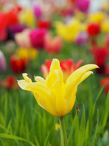 Lente! Gele tulp en een klein beetje meer!
