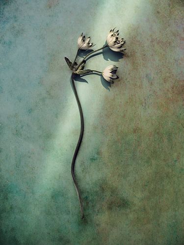 takje van bloem in een straal van zonlicht