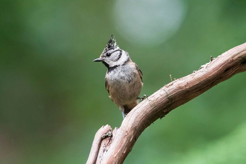 Crested tit by Merijn Loch