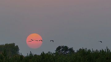 Kraanvogels vliegen over een bos voor de volle maan van Martin Köbsch