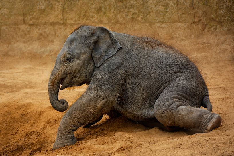 little grey giant by Joachim G. Pinkawa