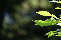 Fris groen