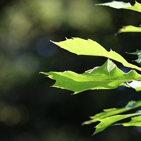 Fris groen van Kaatje Fotografie