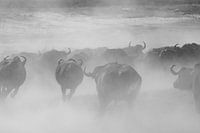 Buffalos