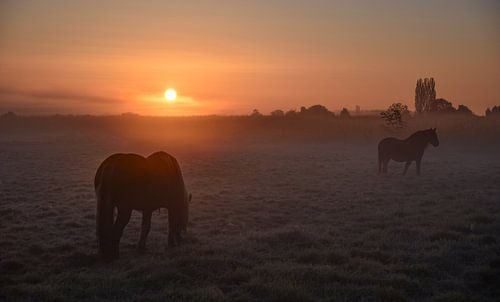 Wijgmaal, Belgique - I
