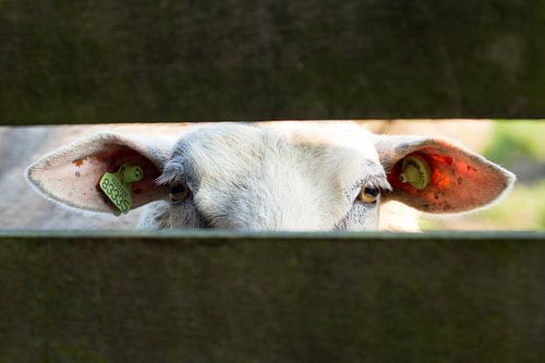 The sheep by Harry Kolenbrander