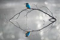 IJsvogel - Perfecte ochtend
