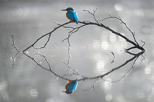 Eisvogel