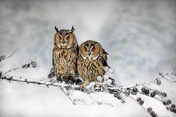 Long-eared owl duo