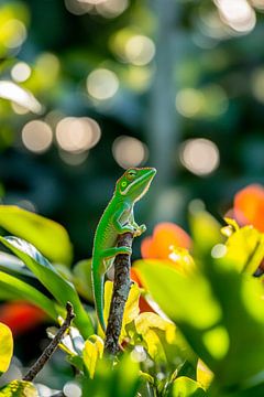 Groene gekko op een tak in de tuin van Poster Art Shop