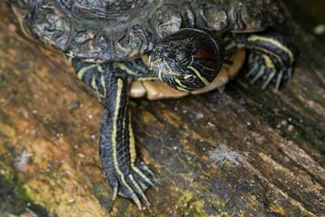 Zaagrugschildpad : Ouwehands Dierenpark van Loek Lobel