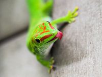 madagaskargekko