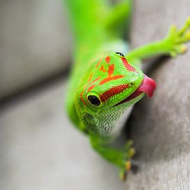 madagaskargekko van Jannes Boonstra