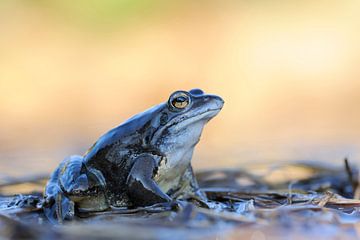 Moor Frog ( Rana arvalis ), blue coloured male, sitting on flotsam during its mating season in sprin van wunderbare Erde