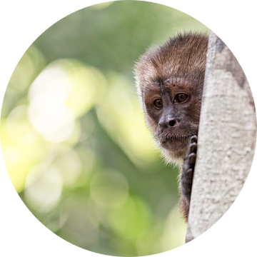 Nieuwsgierig aapje in Peru van Ellen van Drunen
