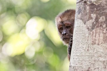 Nieuwsgierig aapje in Peru van Ellen van Drunen