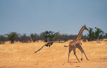 Gier en Afrikaanse giraf in Namibië, Afrika van Patrick Groß