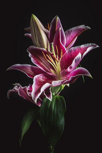 Donkerroze Lelie – Fine Art Bloemportret