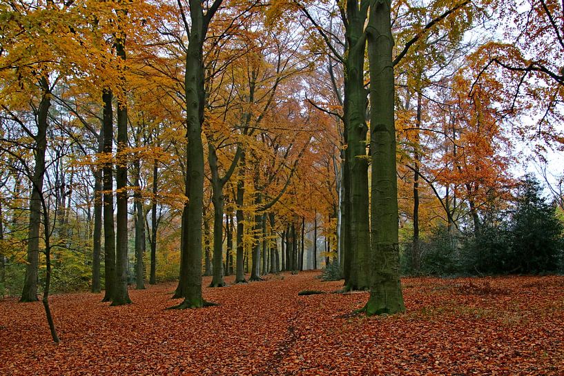 Park von Boom im Herbst von eddy Peelman