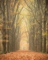 Lege konings weg. Rij van beukenbomen in Bilthoven
