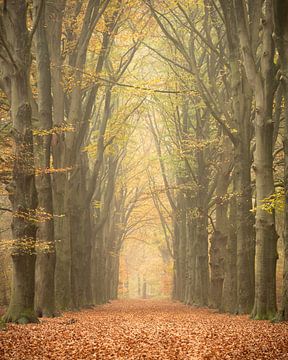 Empty kings road. Row of beech trees in Bilthoven