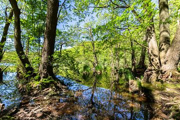 Herthasee  im Nationalpark Jasmund, Insel Rügen von GH Foto & Artdesign
