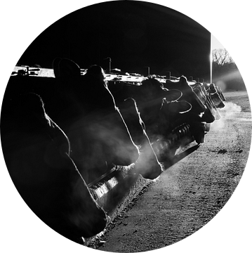 Koeien stal zonlicht van Marieke De Boer